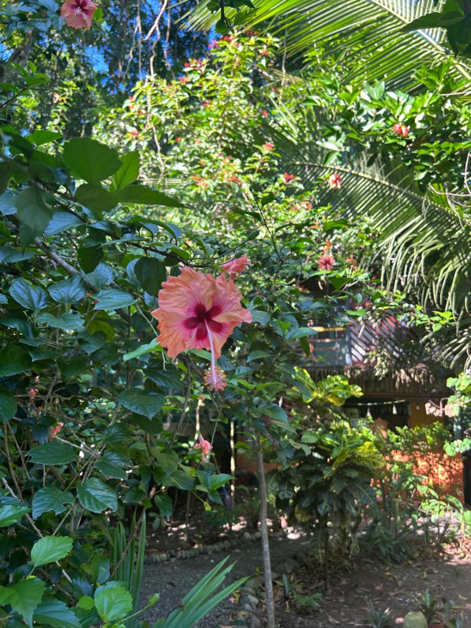 Hotel Organico Punta Riel Cahuita Zewnętrze zdjęcie